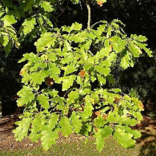 Quercus Alba - White Oak 4 Quercus Alba - White Oak - Image 2