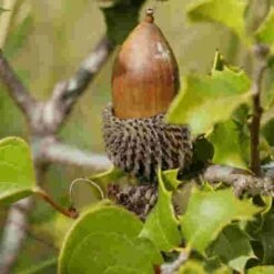 Quercus Coccifera -Eco Nest Store Quercus coccifera 06