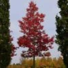 Quercus Coccinea Splendens - Scarlet Oak -Eco Nest Store Quercus coccinea Splendens 02x