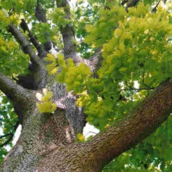 Quercus Frainetto - Hungarian Oak -Eco Nest Store Quercus frainetto 03