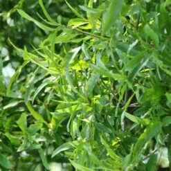 Quercus Phellos Hightower - Willow Oak