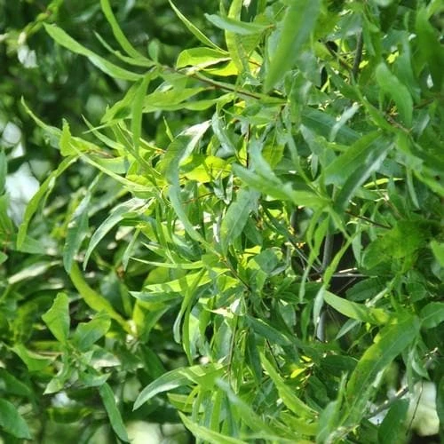 Quercus Phellos Hightower - Willow Oak 3 Quercus Phellos Hightower - Willow Oak