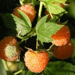 Eco Nest Store -Eco Nest Store Raspberry All Gold 1