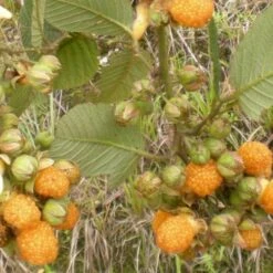 Raspberry All Gold (Fall Gold) - Autumn Fruiting -Eco Nest Store Raspberry All Gold 2