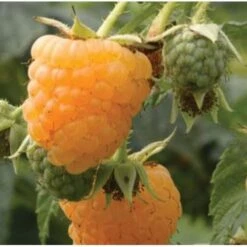 Eco Nest Store 7 Raspberry All Gold (Fall Gold) - Autumn Fruiting