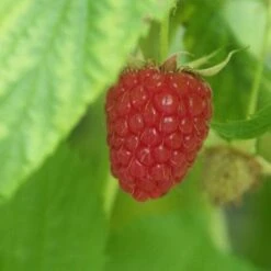 Raspberry Autumn Bliss - Autumn Fruiting -Eco Nest Store Raspberry Autumn Bliss 2