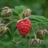 Raspberry Malling Jewel - Summer Fruiting -Eco Nest Store Raspberry Malling jewel x