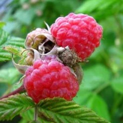 Raspberry Malling Leo - Summer Fruiting -Eco Nest Store Raspberry Malling leo