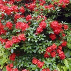 Azalea Mollis Satan -Eco Nest Store Rhododendron Satan 01
