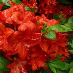 Azalea Mollis Satan -Eco Nest Store Rhododendron Satan 02