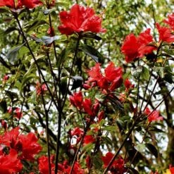 Azalea Mollis Satan -Eco Nest Store Rhododendron Satan 04