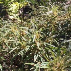 Rhododendron Stenopetalum Linearifolium -Eco Nest Store Rhododendron stenopetalum Linearifolium 01