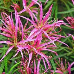 Rhododendron Stenopetalum Linearifolium -Eco Nest Store Rhododendron stenopetalum Linearifolium 06