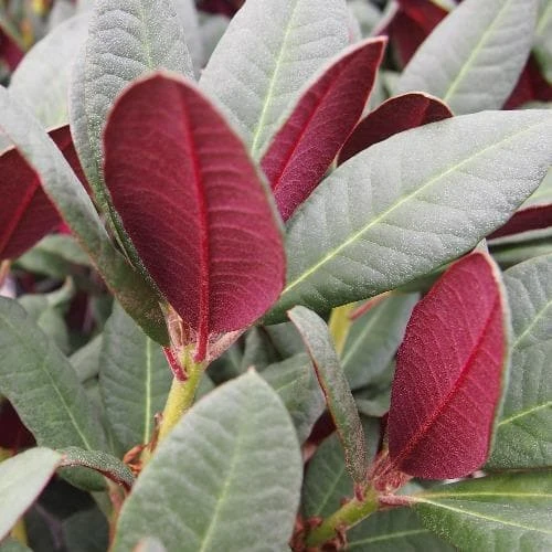 Rhododendron Wine And Roses 3 Rhododendron Wine And Roses