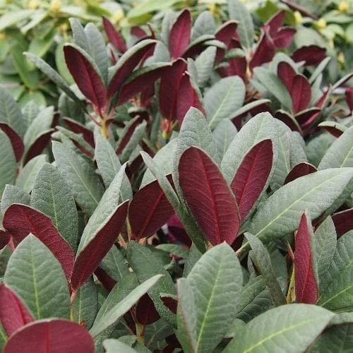 Rhododendron Wine And Roses 4 Rhododendron Wine And Roses - Image 2