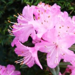 Rhododendron Pintail -Eco Nest Store Rhododendron Pintail02