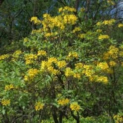 Eco Nest Store -Eco Nest Store Rhododendron luteum 01