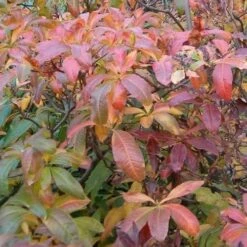 Azalea (Rhododendron) Luteum -Eco Nest Store Rhododendron luteum 02