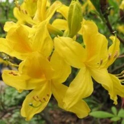 Eco Nest Store 22 Azalea (Rhododendron) Luteum