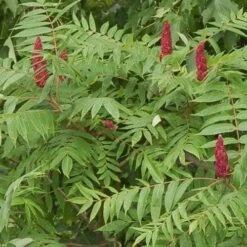 Rhus Glabra Laciniata 13 Rhus Glabra Laciniata -Eco Nest Store Rhus glabra Laciniata 03