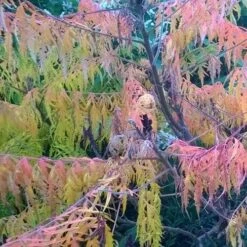 Rhus Glabra Laciniata 15 Rhus Glabra Laciniata -Eco Nest Store Rhus glabra Laciniata 05