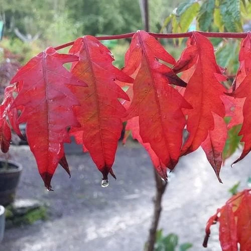 Rhus Typhina 5 Rhus Typhina - Image 3