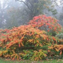 Rhus Typhina Dissecta (Laciniata) -Eco Nest Store Rhus typhina Dissecta01
