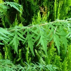 Rhus Typhina Dissecta (Laciniata) -Eco Nest Store Rhus typhina Dissecta03