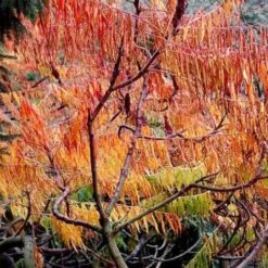 Rhus Typhina Dissecta (Laciniata) -Eco Nest Store Rhus typhina Dissecta04