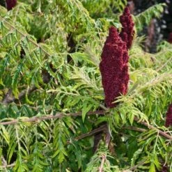 Eco Nest Store 24 Rhus Typhina Dissecta (Laciniata)