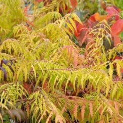 Rhus Typhina Dissecta (Laciniata) -Eco Nest Store Rhus typhina Dissecta06