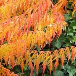 Rhus Typhina Dissecta (Laciniata) -Eco Nest Store Rhus typhina Dissecta07