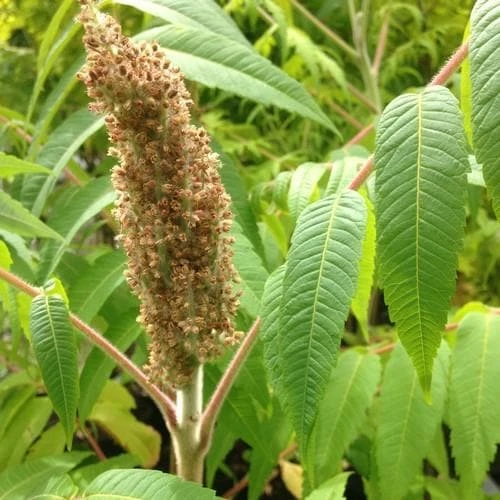 Rhus Typhina 4 Rhus Typhina - Image 2