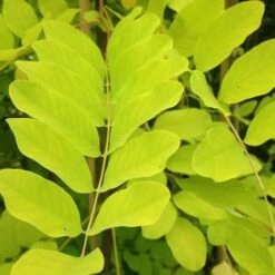 Robinia Pseudoacacia Frisia - Golden Robinia -Eco Nest Store Robinia pseudoacacia Frisia db783d65 65a8 40f8 9785 c699a8e84b3d