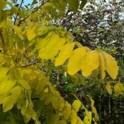 Robinia Pseudoacacia Frisia - Golden Robinia -Eco Nest Store Robinia pseuoaccaia frisia