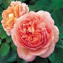 Rosa Auscot (Abraham Darby) - David Austin Rose