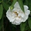 Rosa Alba Maxima - Old Shrub Rose
