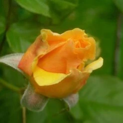 Rosa Amber Queen - Floribunda Shrub Rose -Eco Nest Store Rosa Amber Queen 3