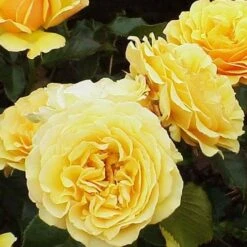 Rosa Amber Queen - Floribunda Shrub Rose -Eco Nest Store Rosa Amber Queen 4