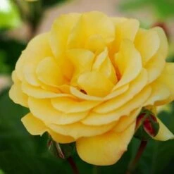Rosa Arthur Bell - Floribunda Climbing Rose -Eco Nest Store Rosa Arthur Bell 1