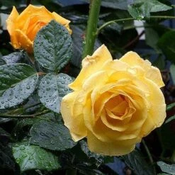 Rosa Arthur Bell - Floribunda Climbing Rose -Eco Nest Store Rosa Arthur Bell X