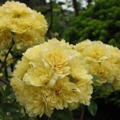 Rosa Banksiae Lutea - Rambling Rose -Eco Nest Store Rosa Banksiae Lutea 3