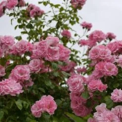 Rosa Bantry Bay - Climbing Rose 7 Rosa Bantry Bay - Climbing Rose -Eco Nest Store Rosa Bantry Bay 3