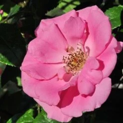Rosa Bantry Bay - Climbing Rose 8 Rosa Bantry Bay - Climbing Rose -Eco Nest Store Rosa Bantry Bay 4