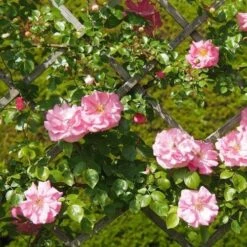 Rosa Bantry Bay - Climbing Rose 9 Rosa Bantry Bay - Climbing Rose -Eco Nest Store Rosa Bantry Bay 5