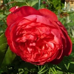 Rosa Benjamin Britten - David Austin Shrub Rose -Eco Nest Store Rosa Benjamin Britten 2