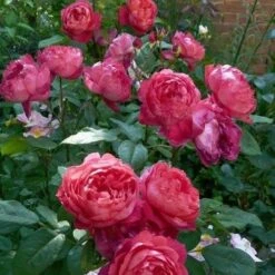Rosa Benjamin Britten - David Austin Shrub Rose -Eco Nest Store Rosa Benjamin Britten 7