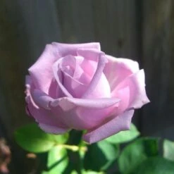 Rosa Blue Moon - Climbing Rose -Eco Nest Store Rosa Blue Moon 3 368945bf 036f 4266 bedc 74a6d5cf2945