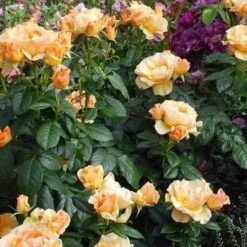 Rosa Easy Going - Floribunda Shrub Rose -Eco Nest Store Rosa Easy Going 04