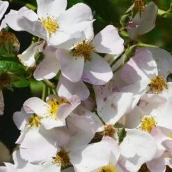 Rosa Francis E. Lester - Rambling Rose -Eco Nest Store Rosa Francis E Lester 4